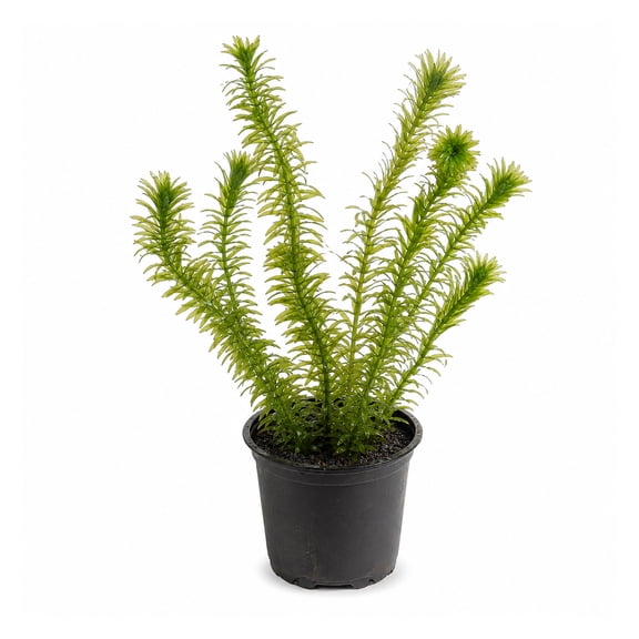 Canton Aquatics Anacharis Live Freshwater Aquarium Plant, Bunch, 2 inch Pot, 1 Count