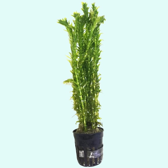 Canton Aquatics Anacharis Egeria Densa Bunch - Fast Growing  Linear & Whorled Leaves - Background Positioning - All Natural & Organic Aquatic Plant - Long Lasting & Easy to Care - 2 Inch Pot