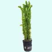 Canton Aquatics Anacharis Egeria Densa Bunch - Fast Growing   Linear & Whorled Leaves - Background Positioning - All Natural & Organic Aquatic Plant - Long Lasting & Easy to Care - 2 Inch Pot