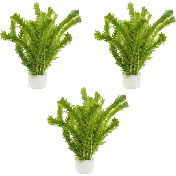 Anacharis Egeria Densa Bunch Live Aquarium Plants (3 Bunches) Live Aquarium Plants BUY 2 GET 1 FREE
