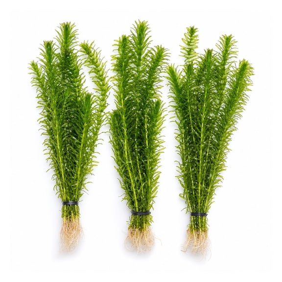 Canton Aquatics Anacharis Live Freshwater Aquarium Plants, 3 Bunches, Bare Root