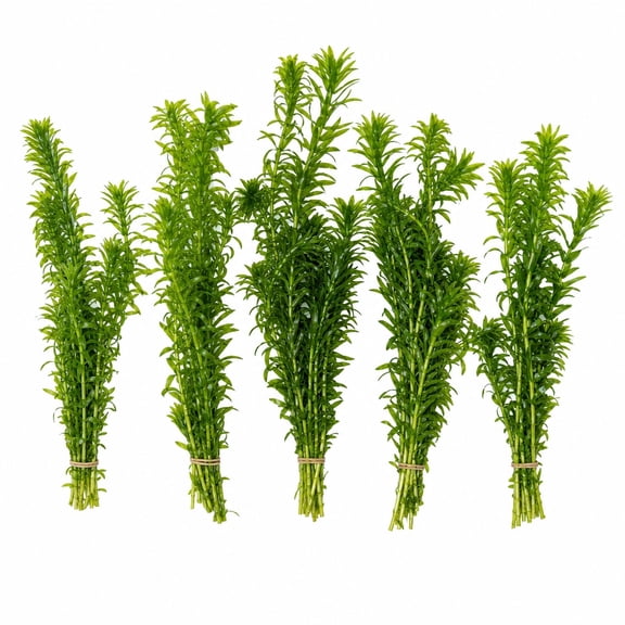 Canton Aquatics Anacharis Live Freshwater Aquarium Plants, Bunch, Green, 5 Count