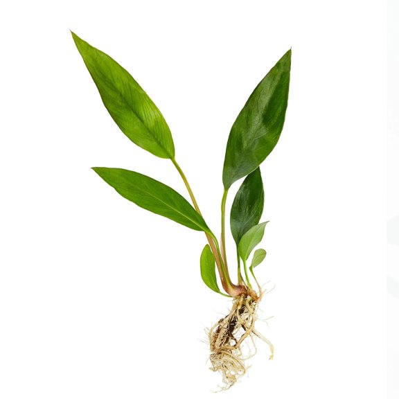 Canton Aquatics Anubias Frazeri Large - Easy to Care Live Aquatic Plant for Freshwater Aquarium - Perfect for Beginners & Natural Decoration for Fish - 4-6 Inches BUY2 GET1 FREE