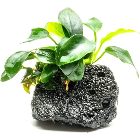 Canton Aquatics Anubias Nana Petite Live Aquarium Plant, with Lava Rock, Buy2 Get1 Free Pack