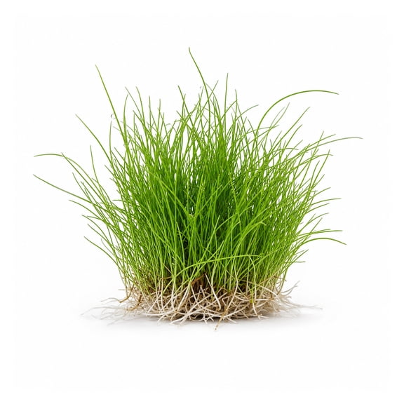 Canton Aquatics Aquarium Dwarf Hairgrass Clump Eleocharis Parvula - All Natural & Organic Aquatic HairGrass - Help to Filter The Water - 1 Clump BUY2 GET1 FREE