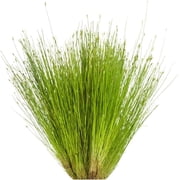 Canton Aquatics Aquarium Dwarf Hairgrass Clump Eleocharis Parvula - All Natural & Organic Aquatic HairGrass - Help to Filter The Water - 1 Clump BUY2 GET1 FREE