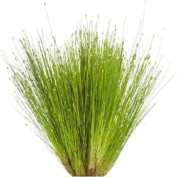 Canton Aquatics Aquarium Dwarf Hairgrass Clump Eleocharis Parvula - All Natural & Organic Aquatic HairGrass - Help to Filter The Water - 1 Clump BUY2 GET1 FREE