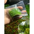 thumbnail image 1 of Canton Aquatics Aquarium Dwarf Hairgrass Eleocharis acicularis 'Mini' - All Natural & Organic Aquatic HairGrass - Help to Filter The Water - 3 Clump BUY2 GET1 FREE, 1 of 5