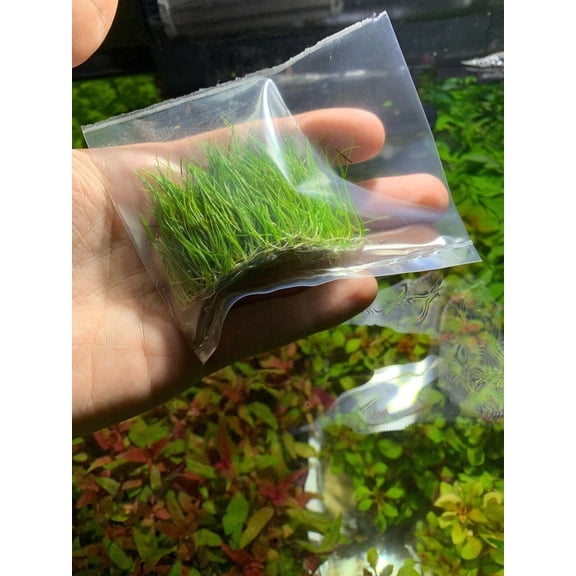 Canton Aquatics Aquarium Dwarf Hairgrass Eleocharis acicularis 'Mini' - All Natural & Organic Aquatic HairGrass - Help to Filter The Water - 3 Clump BUY2 GET1 FREE