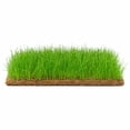 Canton Aquatics, Dwarf Hairgrass Live Carpet Mat, 3 x 5 Inch, Green ...