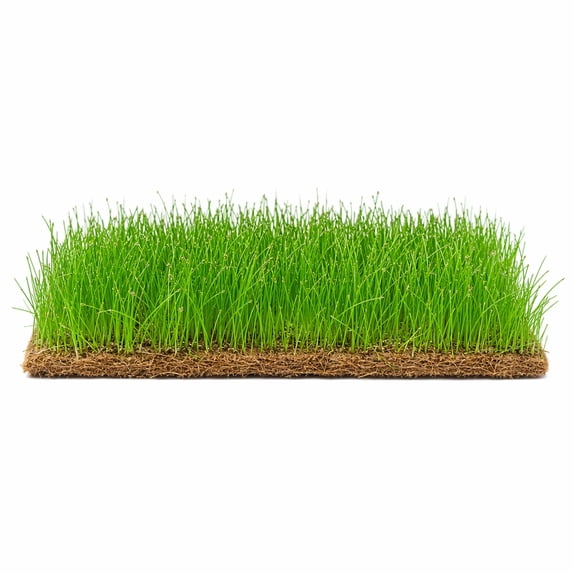 Canton Aquatics, Dwarf Hairgrass Live Carpet Mat, 3 x 5 Inch, Green ...