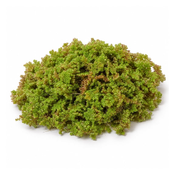 Canton Aquatics Azolla Fairy Moss Live Floating Aquarium Plant, 4 oz Portion