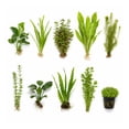 thumbnail image 1 of Canton Aquatics Beginner Live Aquarium Plants Bundle, Aquarium Plant Decoration, with insulated mailer, Green, 10 Count, 1 of 10