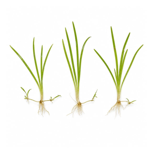 Canton Aquatics Chain Sword Narrow Leaf Live Aquarium Plants, 3 Pack ...