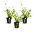 thumbnail image 1 of Canton Aquatics Chain Sword Narrow Leaf Plants Potted - Premium Live Aquatic Plants for Freshwater Aquariums - Enhances Water Quality - 3 Plants BUY2 GET1 FREE, 1 of 1