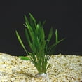 thumbnail image 1 of Chain Sword Narrow Leaf Hellanthium Bolivianum Live Aquarium Plants BUY 2 GET 1 FREE, 1 of 1