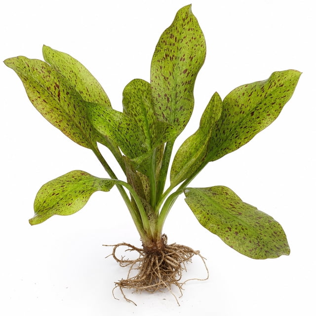 Canton Aquatics Green Ozelot Sword Live Aquarium Plant, Green, 5-8 in ...