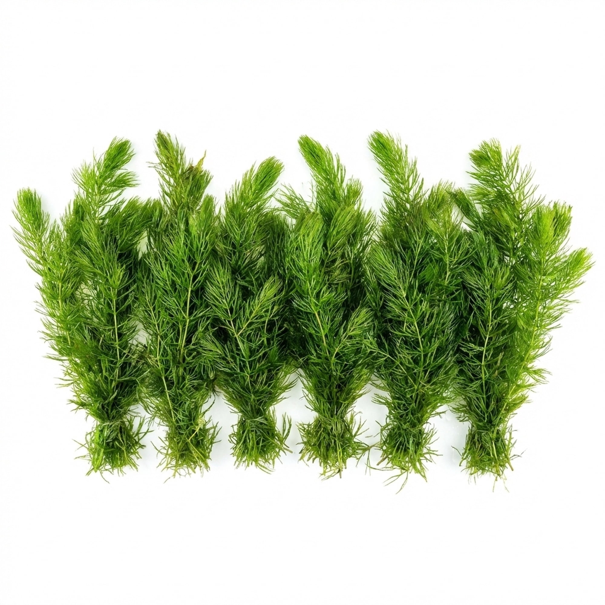 Canton Aquatics Hornwort Tropical Floating Live-Action Aquarium Plant Decoration, Green, 6 Count