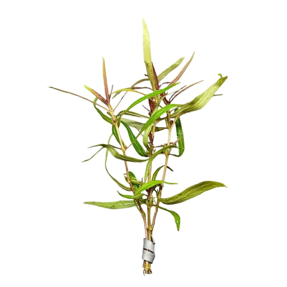 Hygro Araguaia (Hygrophila Araguaia) Size: Bunch 3-5 Stems Live Aquarium Plants BUY 2 GET 1 FREE