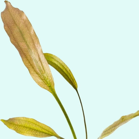 Canton Aquatics Indian Red Sword (Echinodorous) Live Aquarium Plant - Vibrant Red and Green Leaves - Hardy Aquatic Plants, Small