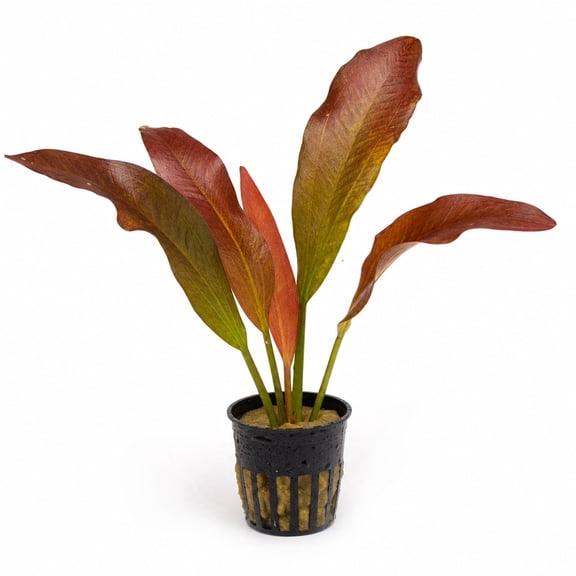 Canton Aquatics Indian Red Sword Live Aquarium Plant, Potted, 2 in Pot, 1 Count