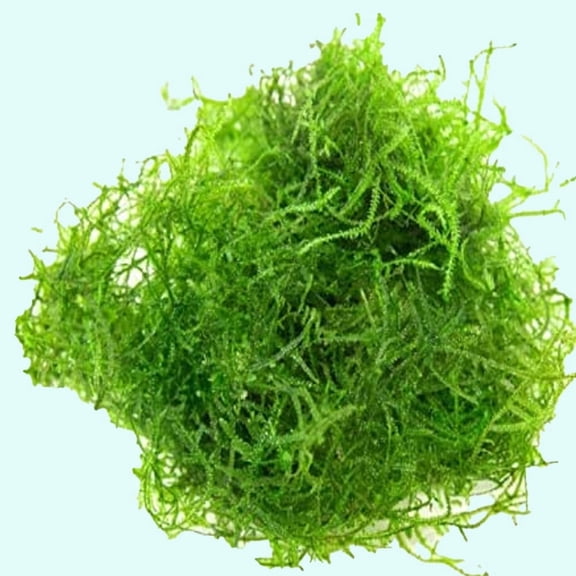 Java Moss "Taxiphyllum Barbieri" Size: 4 Ounce Cup Live Aquarium Plants BUY 2 GET 1 FREE