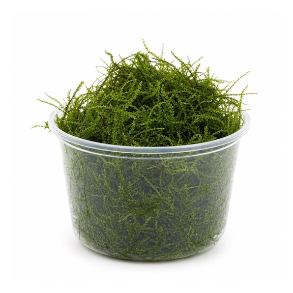 Canton Aquatics Java Moss Taxiphyllum Barbieri Live Aquarium Plant, 4 Ounce Cup