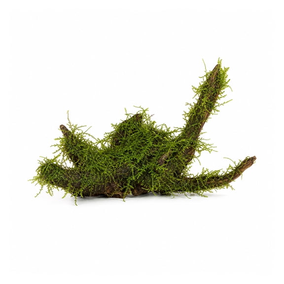 Canton Aquatics Java Moss on Driftwood Live Aquarium Plant, Medium 7 to 10 in