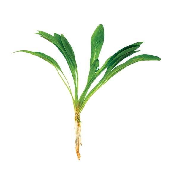 Canton Aquatics Live Aquarium Helanthium Tenellum Echinodorus Plants - Increases Beauty - Removes Nitrates - Long Lasting - Grows in Low-Light - Suitable for Summer & Winter - Small