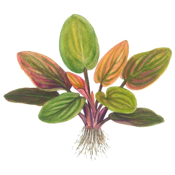 Canton Aquatics Live Aquarium Lagenandra Meeboldii Red - Increases Beauty - Remove Toxic Chemicals - Long Lasting & Easy to Maintain - Promote High Water Quality - Small