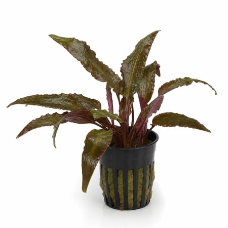Canton Aquatics Cryptocoryne Wendtii Red Crypt – Potted – 2 Inch Pot