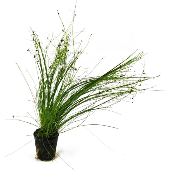 Hairgrass (Eleocharis Vivipara) Rooted In 2" Pot Live Aquarium Plants BUY 2 GET 1 FREE