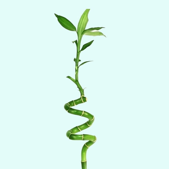 Lucky Bamboo Plant (Dracaena Sanderiana) Size: 2 Stems, Shape: Curly Live Aquarium Plants BUY 2 GET 1 FREE