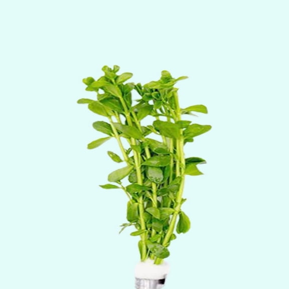 MoneyWort Bacopa (Monnieri) | Bunch 3-5 Stems Live Aquarium Plants BUY 2 GET 1 FREE