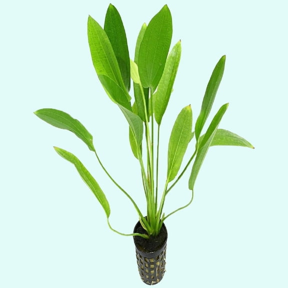 Canton Aquatics Oriental Sword Live Aquarium Plant - Ideal for Aquariums & Ponds, Lush Green Leaves - All Natural & Organic Aquatic Plant, Rooted In 2" Pot