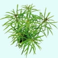 thumbnail image 1 of Pogostemon Stellatus Narrowleaf Size: Bunch 3-5 Stems Live Aquarium Plants BUY 2 GET 1 FREE, 1 of 1
