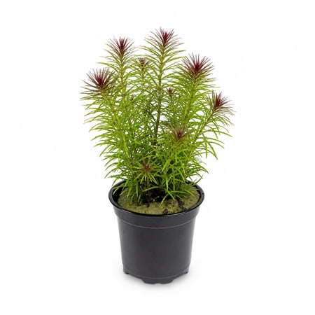 Pogostemon Stellatus Narrowleaf Size: In 2" Pot Live Aquarium Plants BUY 2 GET 1 FREE