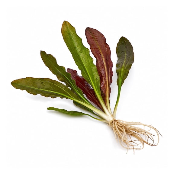 Canton Aquatics Red Melon Sword Bare Root Live Aquarium Plant Red 5-8 in 1 Count