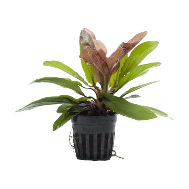 Ten Rosy Roses Canton Aquatics Red Rose Sword Live Freshwater Aquarium Plant, 1 Plant ...