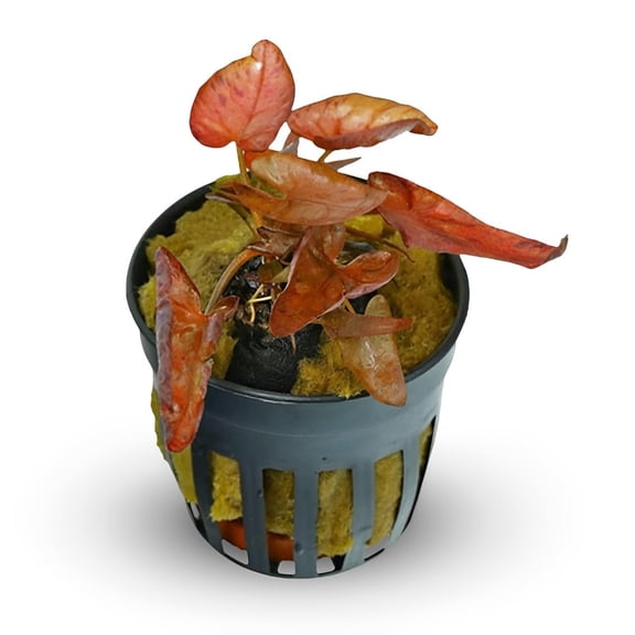 Red Tiger Lotus Lily (Nymphaea Zenderi) (Potted) Live Aquarium Plants BUY 2 GET 1 FREE
