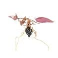 thumbnail image 1 of Red Tiger Lotus Lily (Nymphaea Zenderi) (Bare Root) Live Aquarium Plants BUY 2 GET 1 FREE, 1 of 1