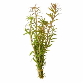 Canton Aquatics Rotala Vietnam H'Ra Live Freshwater Plant, 3-5 Stem Bunch