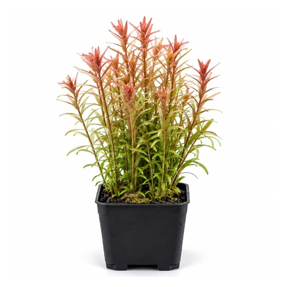 Canton Aquatics Rotala Vietnam Live Aquarium Plant Red Potted 2 in Pot 1 Count