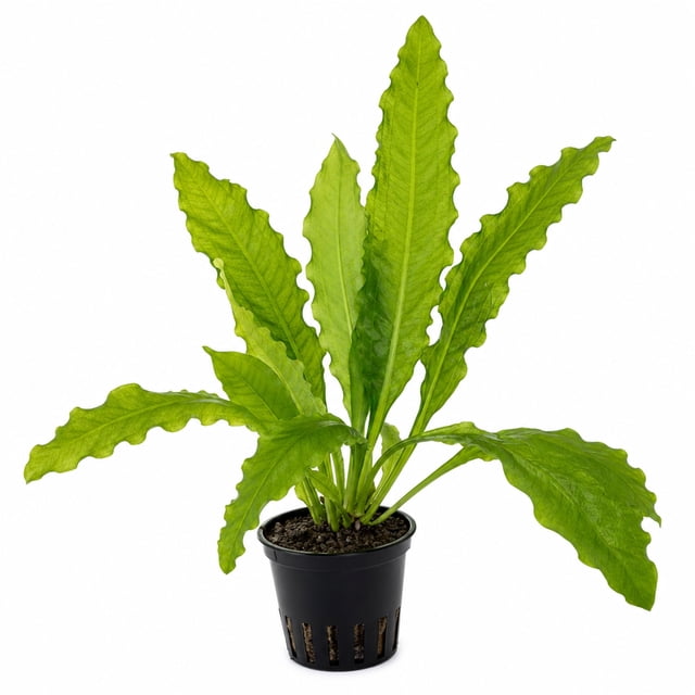 Canton Aquatics Ruffled Sword Live Freshwater Aquarium Plant, 1 Plant ...