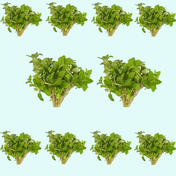 Canton Aquatics Staurogyne S Repens Plants  - 10X Clumps Plants