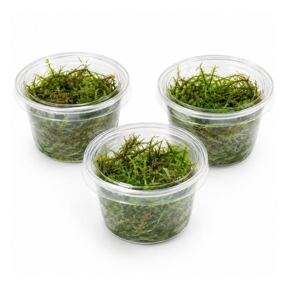 Canton Aquatics Taiwan Moss Live Aquarium Moss for Driftwood, 3 Pack, 4 oz Cups