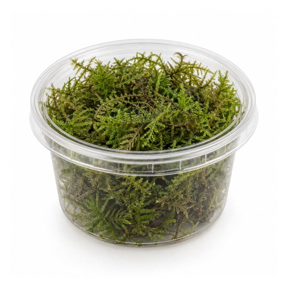 Canton Aquatics Taiwan Moss Live Aquarium Moss for Driftwood, 4 oz Cup