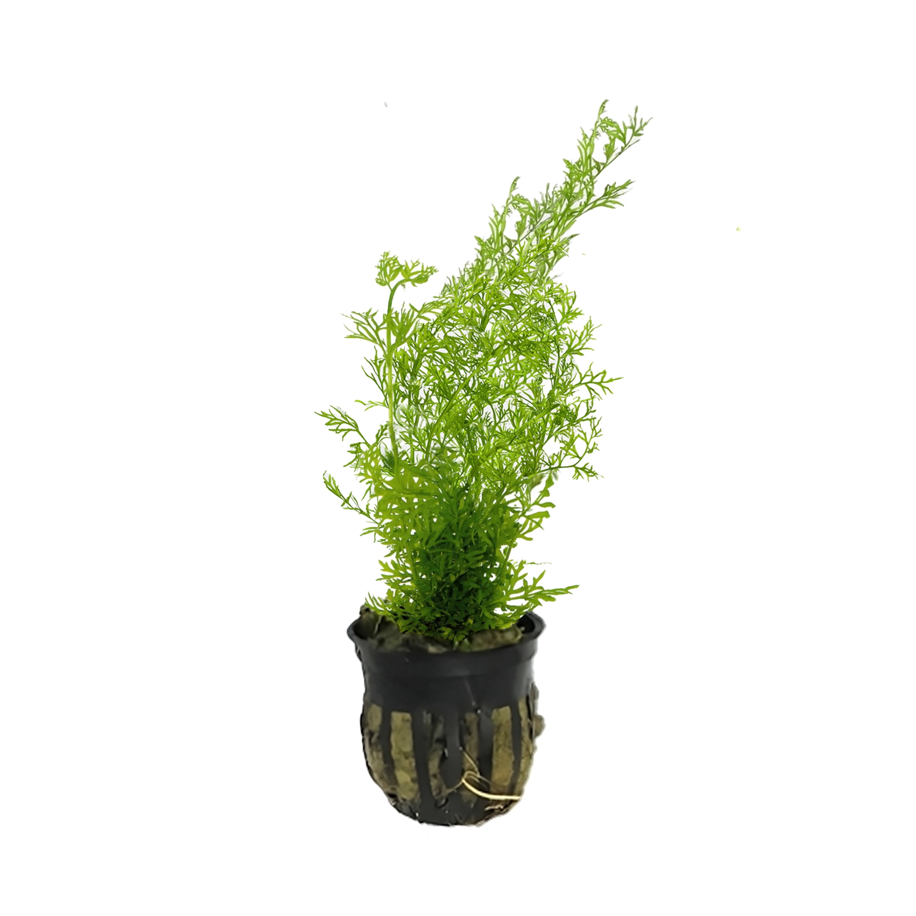 Canton Aquatics Water Sprite (Indian Fern) Live Aquarium Plants – Fast ...