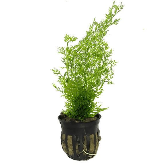 Canton Aquatics Water Sprite (Indian Fern) Live Aquarium Plants  Fast Growing Aquarium Plant for Mid-Ground - All Natural & Organic Aquatic Plant, Rooted in 2-Inch Pot