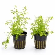 Canton Aquatics Water Sprite (Indian Fern) Live Aquarium Plants – Fast Growing Aquarium Plant for Mid-Ground - All Natural & Organic Aquatic Plant, Rooted in 2-Inch Pot